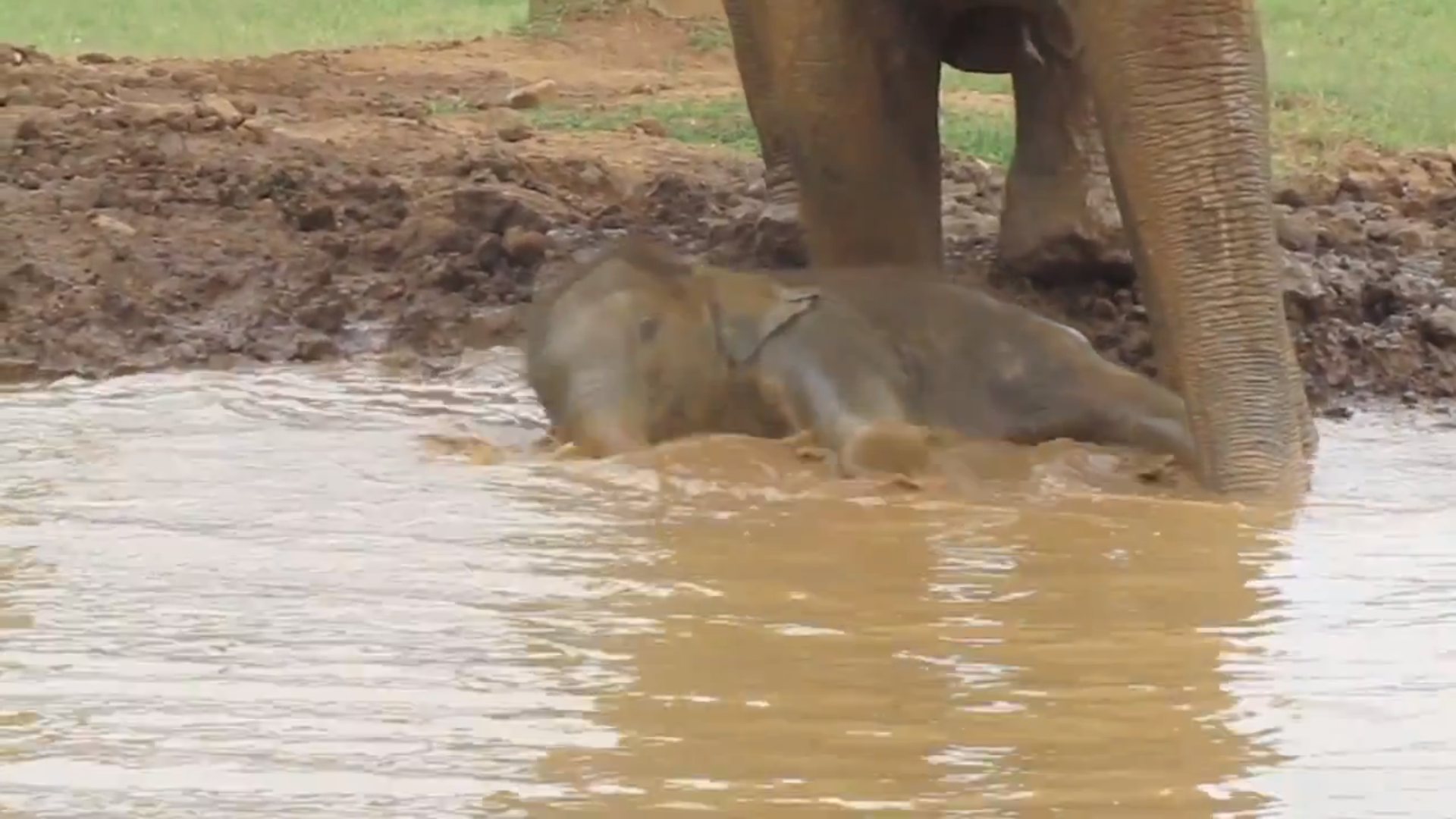 Elefantbebis, Lerbad